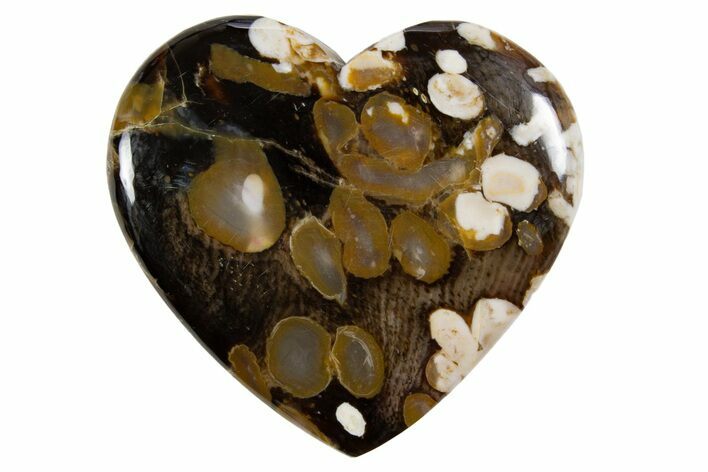 Polished Petrified Peanut Wood Heart - Australia #341906